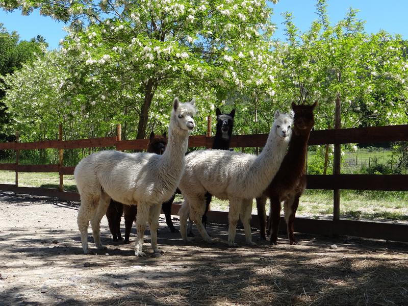 Parc animalier à Lussas