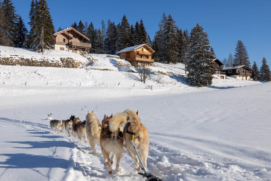 Chalet des Sibériens - Initiation à la conduite de traineaux journée (hiver)