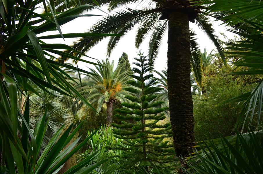 Palmiers et Araucaria