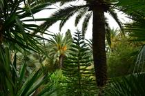 Palmiers et Araucaria
