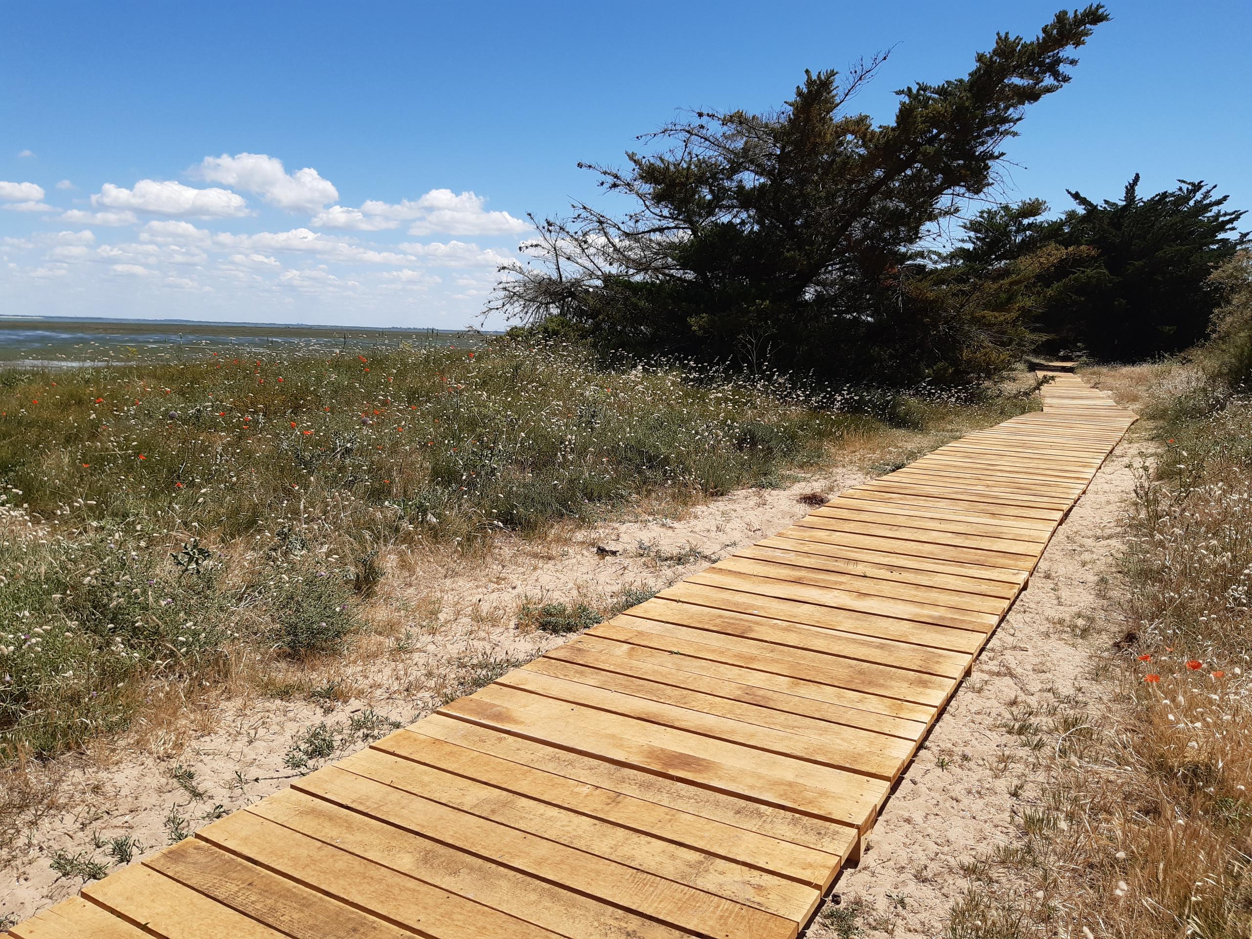 Semaine de l'Arbre et du Paysage : Déambulation au cœur des paysages dunaires
