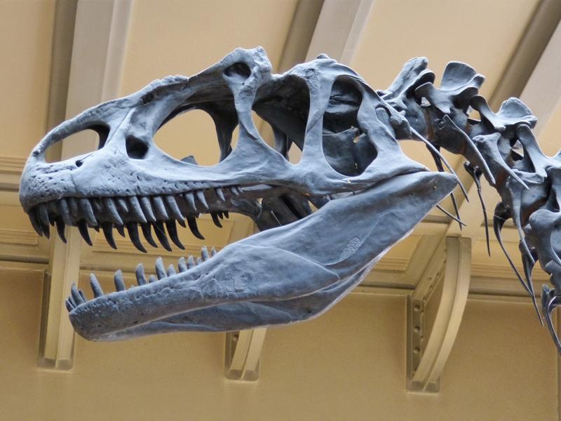 Squelette de la tête dun dinosaure