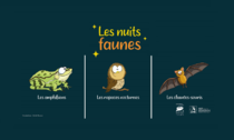 Nuits faunes