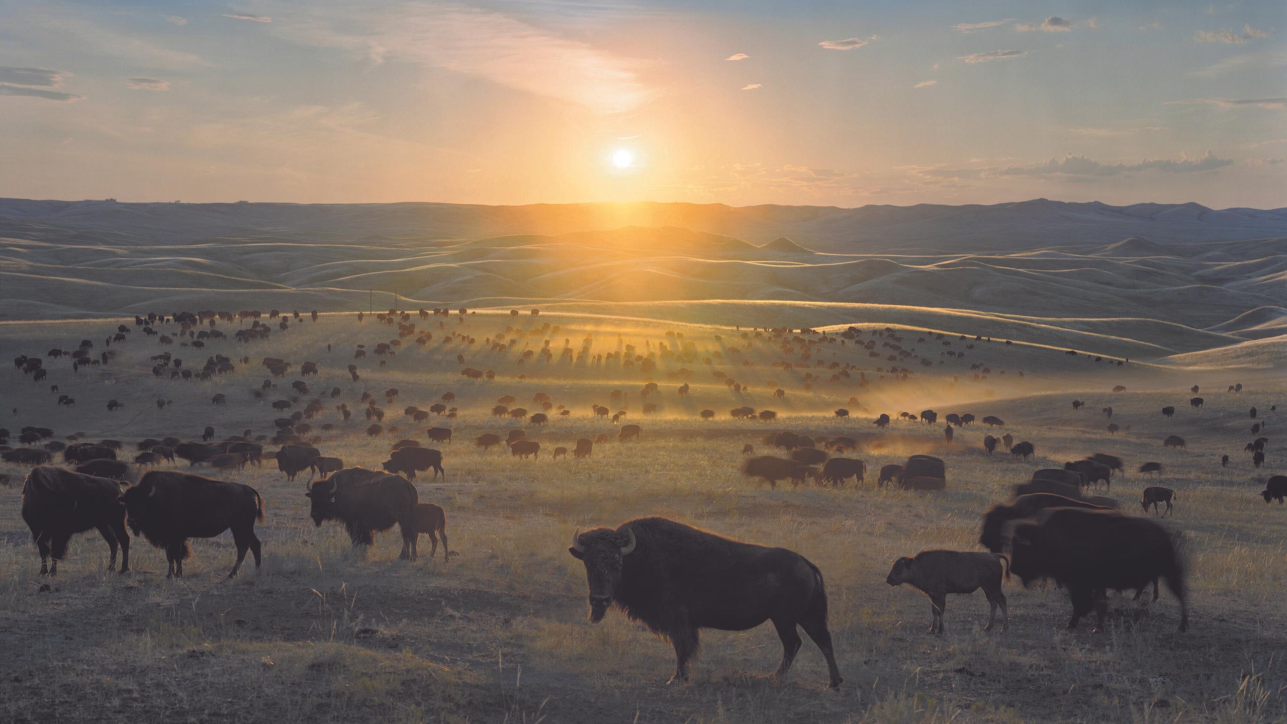 Projection - La Croisière des Escales Documentaires