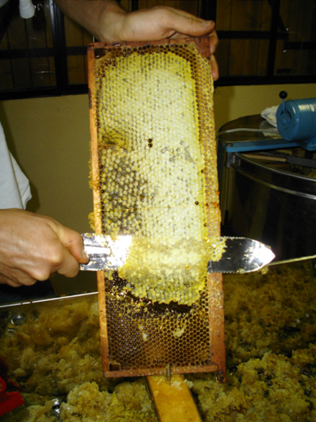 Le rucher de Macaméli