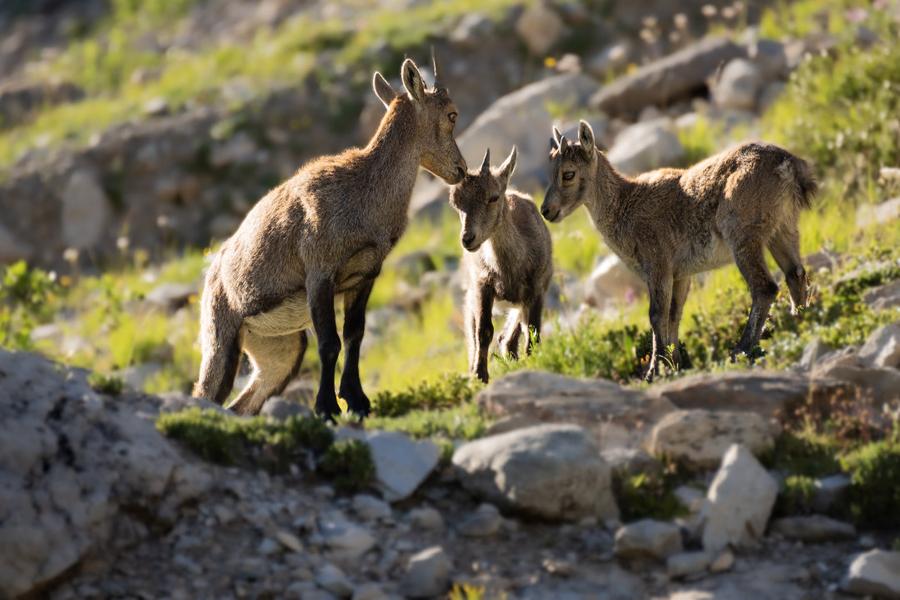 Alpes, ambiance des cimes