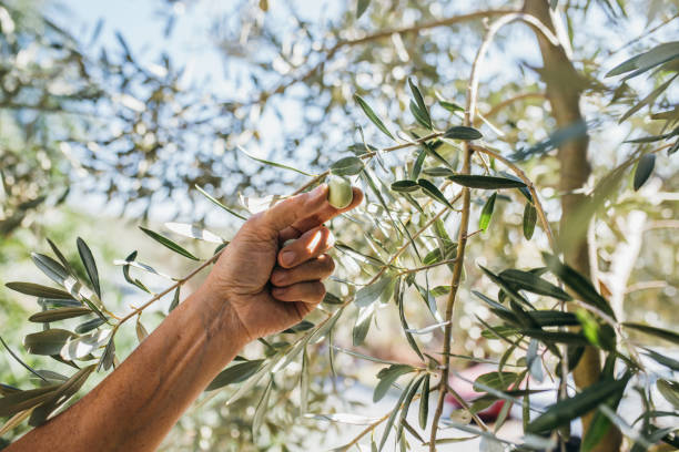 De la Crau aux Alpilles, Saint-Martin-de-Crau - photo 2