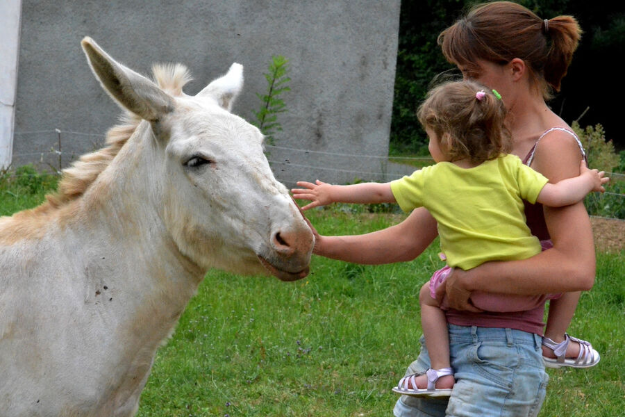 Achille attire les caresses