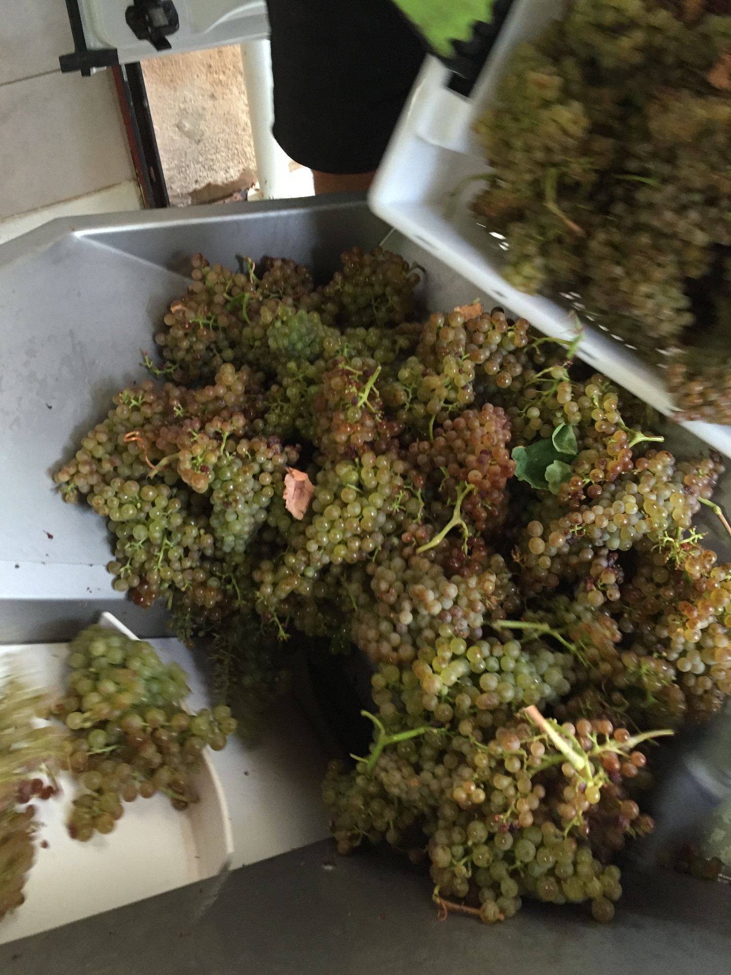 Clos Sainte Magdeleine