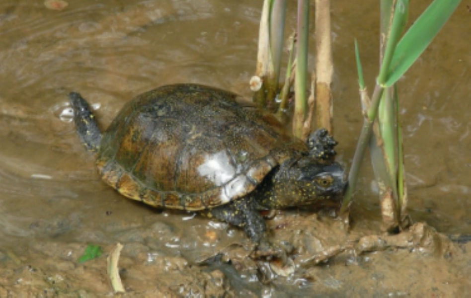 Sortie naturaliste sur l'étude et le suivi des Cistudes d'Europe_Hyères