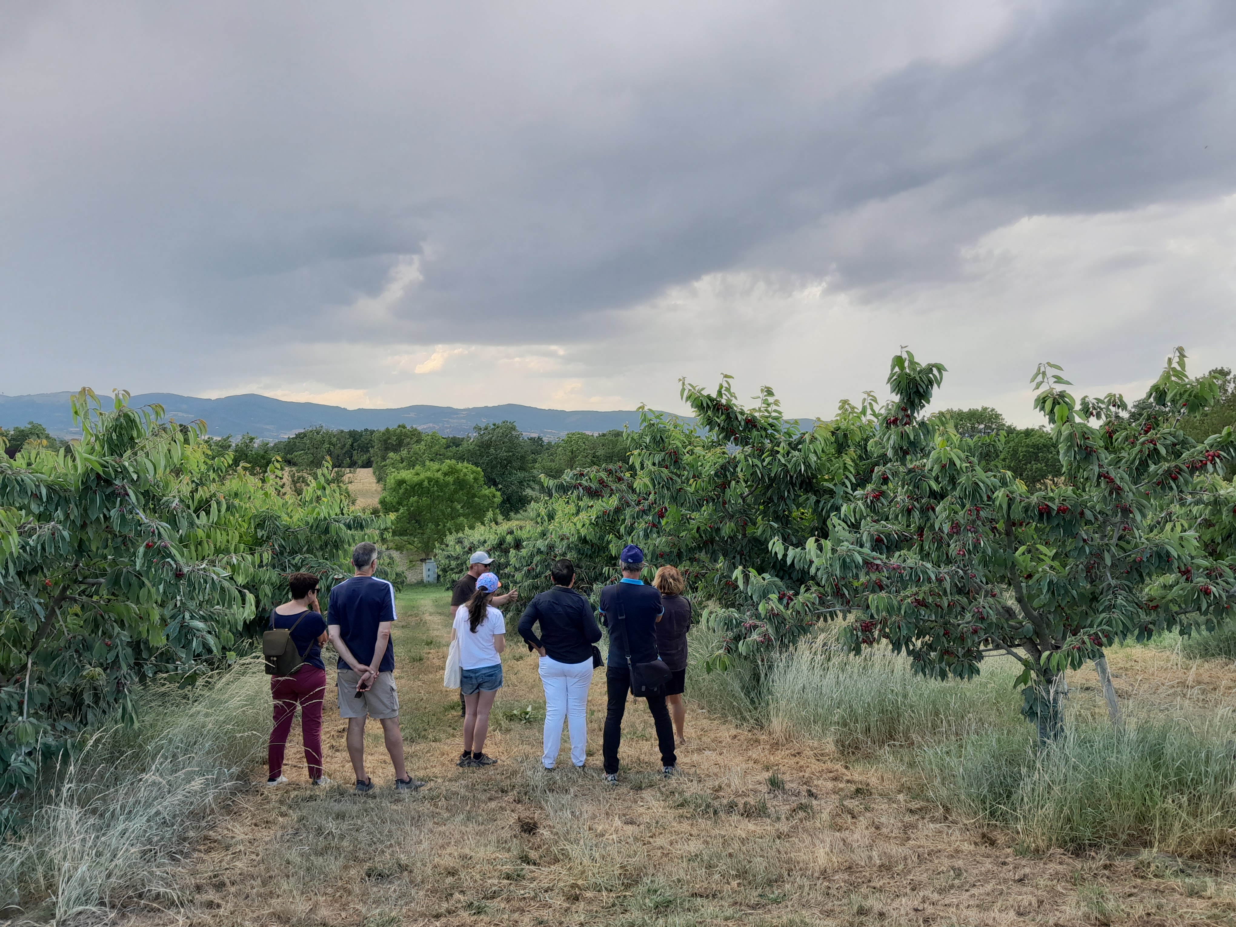 Visite d'une exploitation arboricole et maraîchère