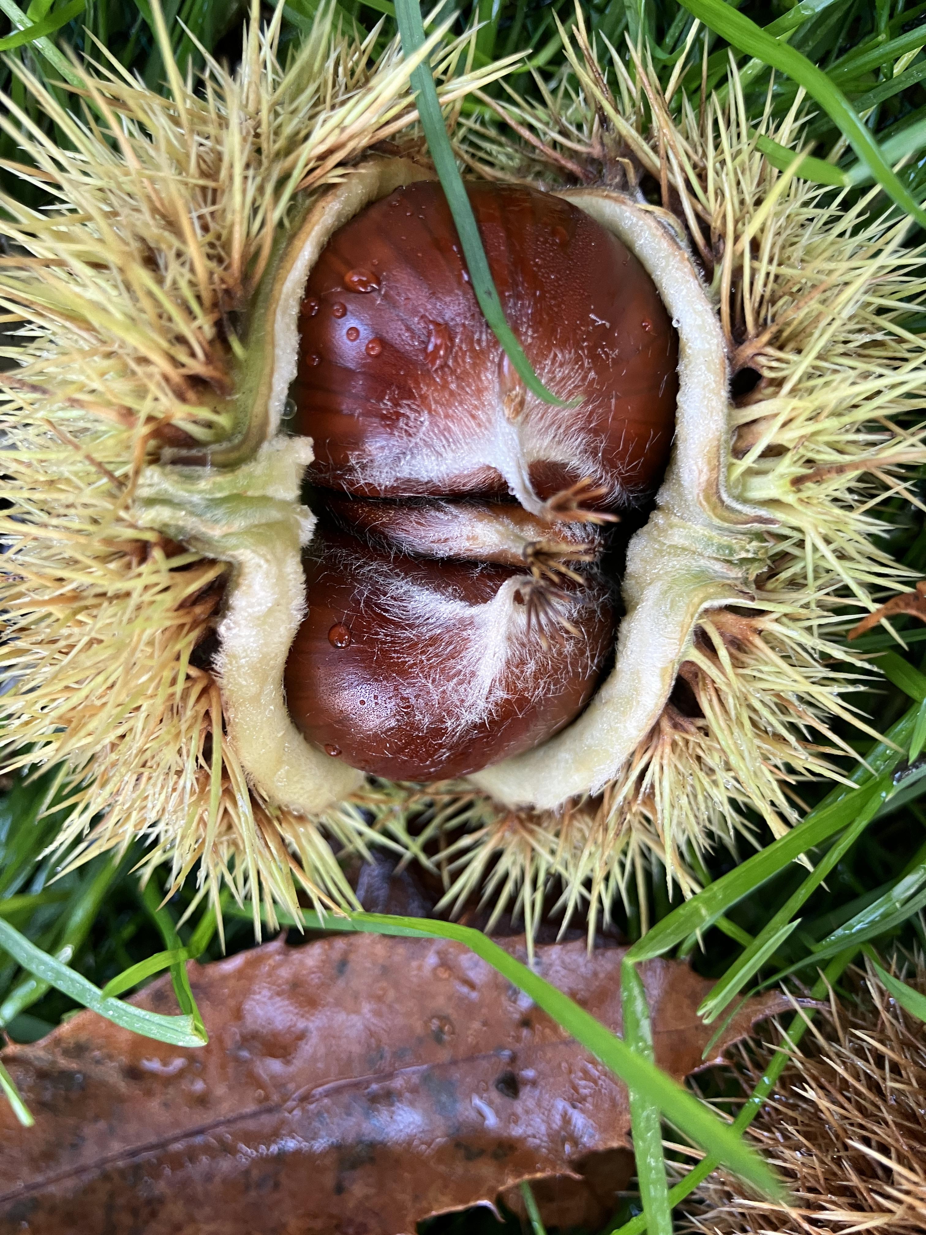 Châtaigne d'Ardèche