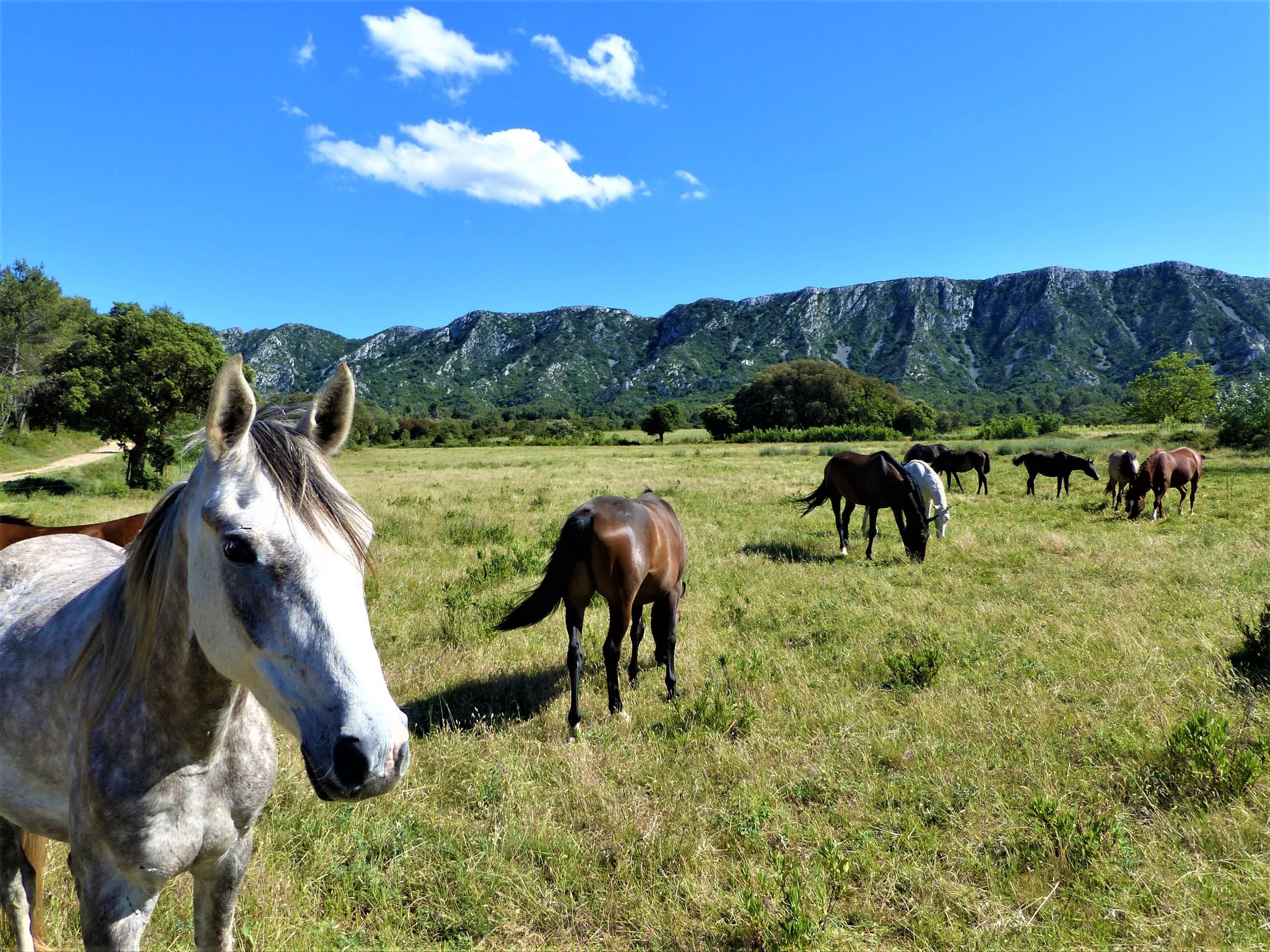 SAINT-RÉMY-DE-PROVENCE - La crête des Alpilles — photo 3