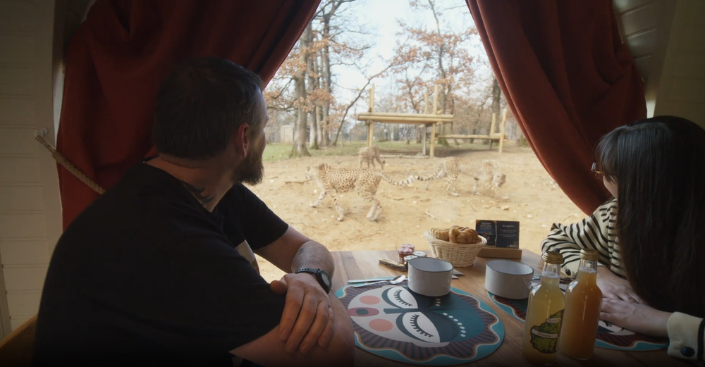 Petit déjeuner face aux guépards