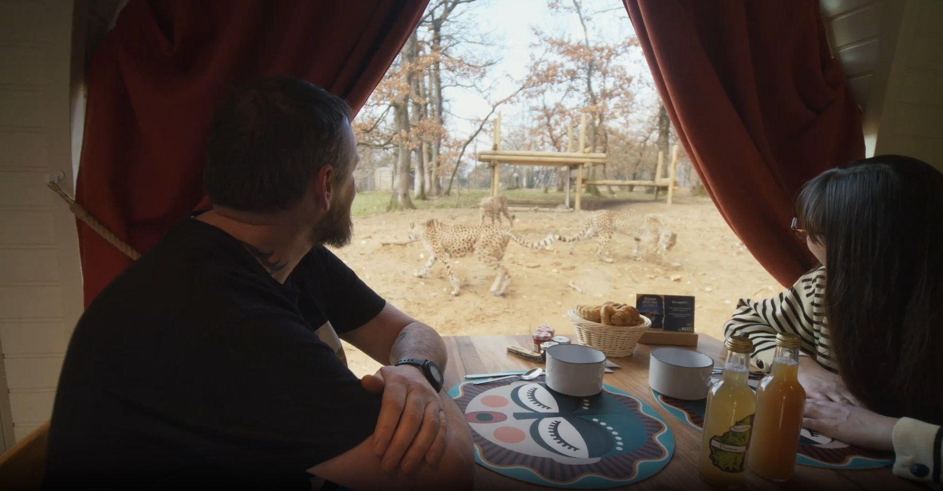 Petit déjeuner face aux guépards