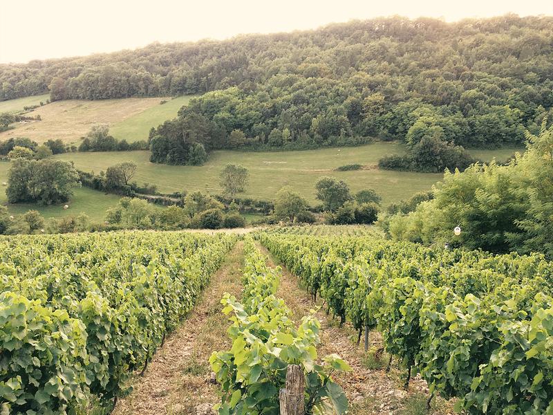 Domaine de la Dentelle_St Martin du Mont