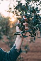 portrait-charming-lady-summer-resort-outfit-posing-olive-tree