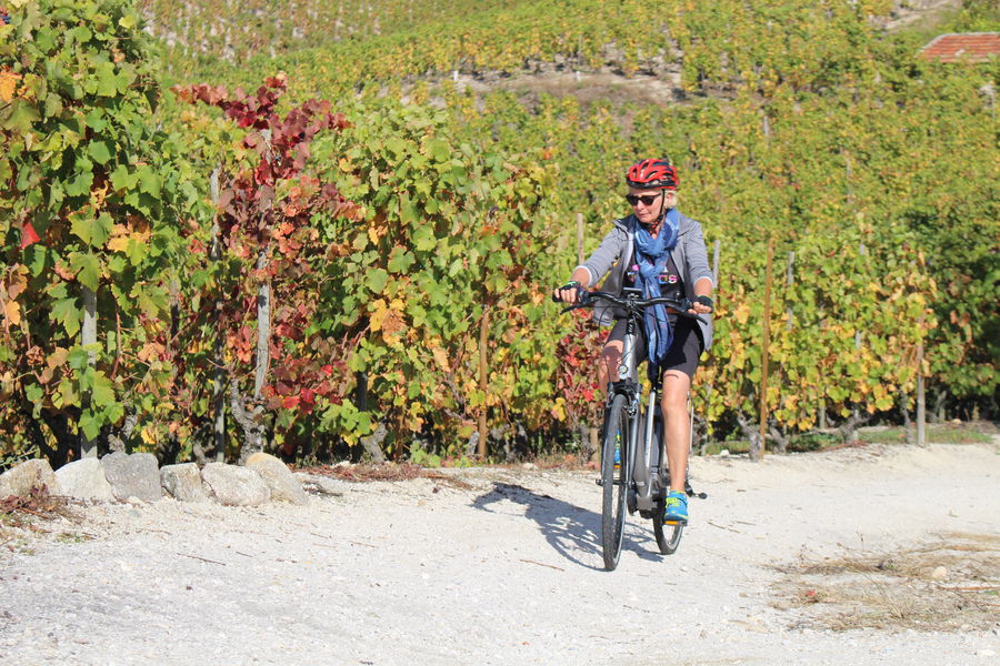 Chemin dans les vignes