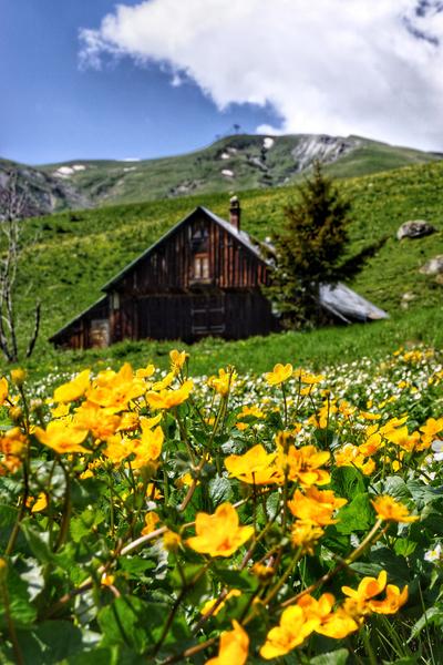 Chalet dans les fleurs