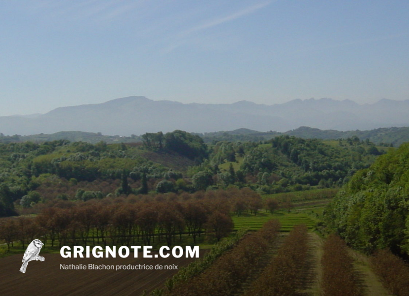 Grignote