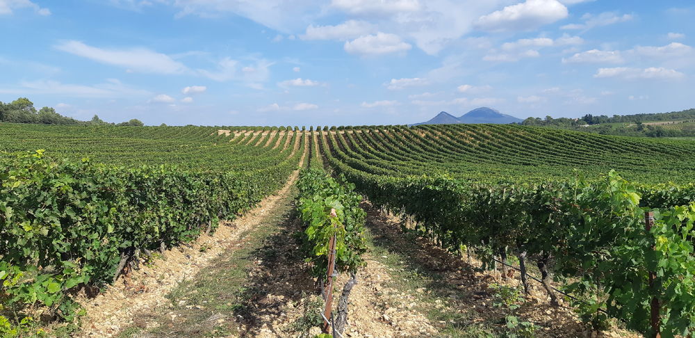 Roue Libre - Saint Maximin la Sainte Baume