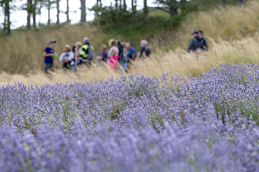 Activé Randonnée Familiale dans les Champs de Lavande du Vercors