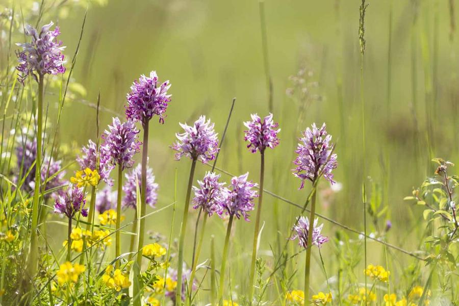 ENS du Val d'Amby à Optevoz - Balcons du Dauphiné - Nord-Isère - à moins d'une heure de Lyon