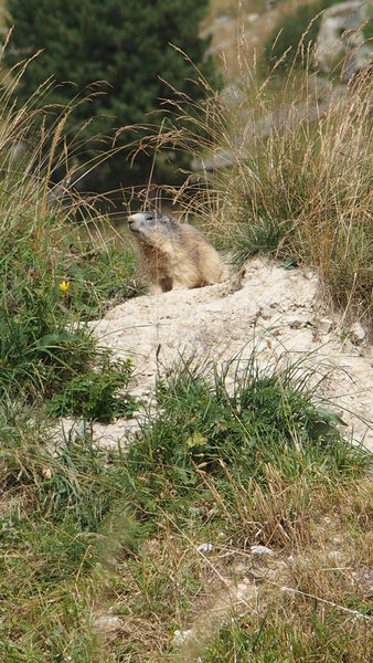 Les Marmottes à La Toussuire