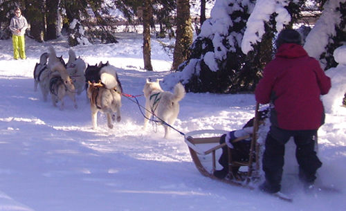Dubost Nature - Chiens de traineau