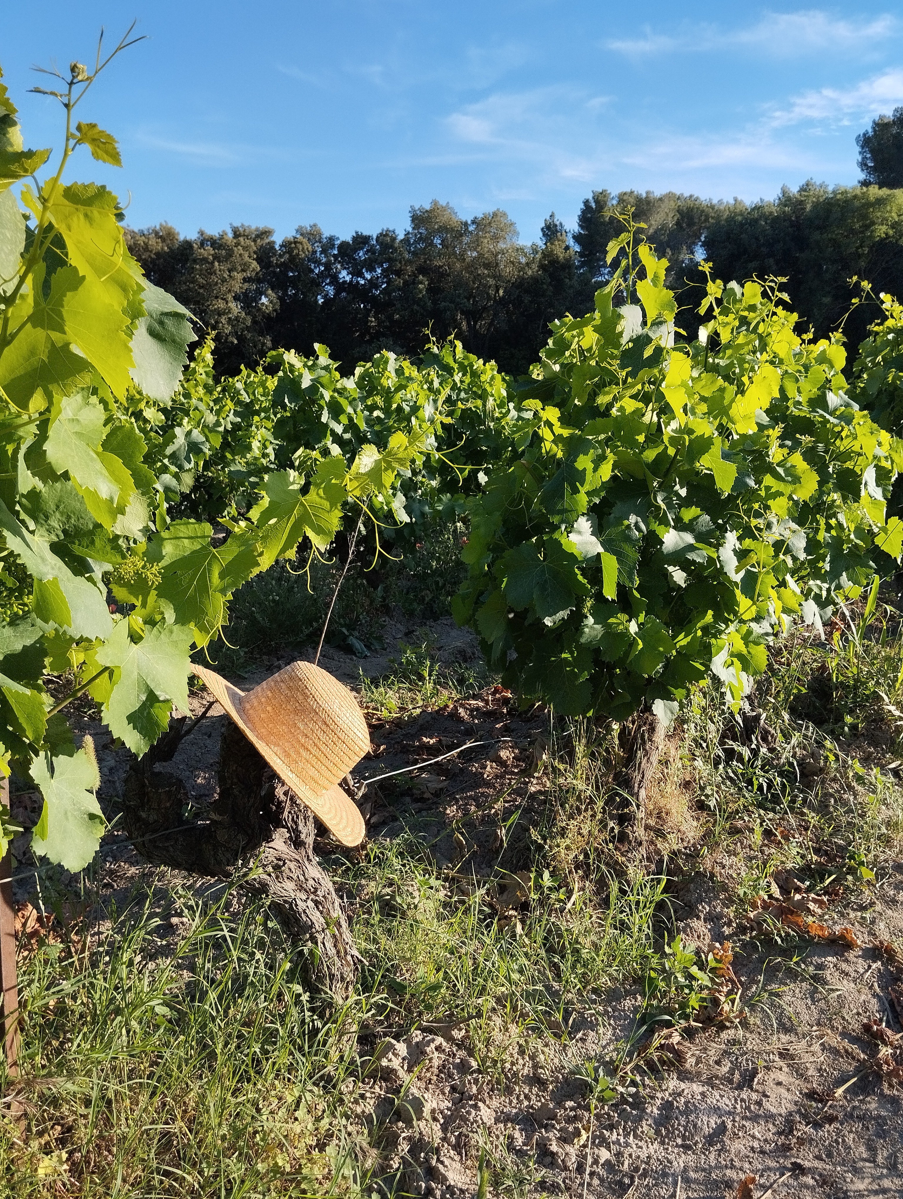La Route des Vins en Terre de Provence, Maillane - photo 2