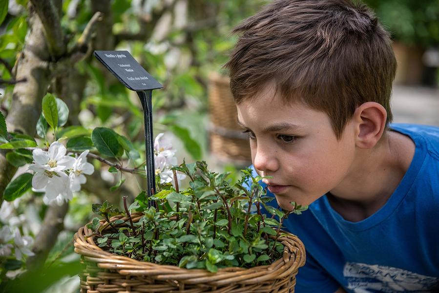 L'apprenti parfumeur
