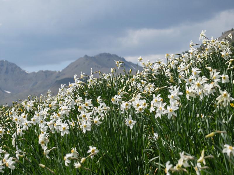 Narcisses dans les Fonts - © Fugues en Montagne Fugues en Montagne_Cervières - © Fugues en Montagne