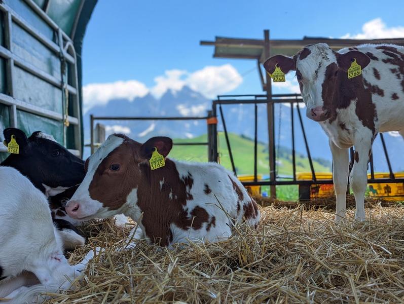 Expérience Champéry_Champéry