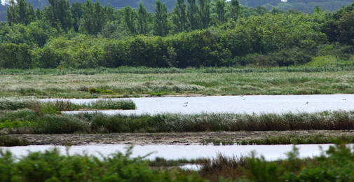 Marais de Pampin