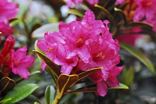Fleurs de Rhododendron ferrugineux aux derniers jours du printemps, en gros plan, (Rhododendron ferrugineum L.).