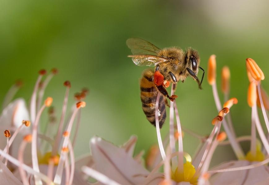 http://Conférence%20La%20biodiversité%20dans%20nos%20jardins%20avec%20France%20Nature%20Environnement