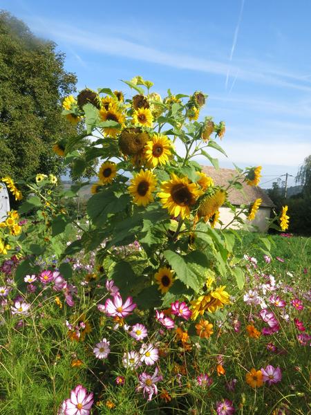 Au jardin Les Ombelles