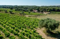 Vignoble