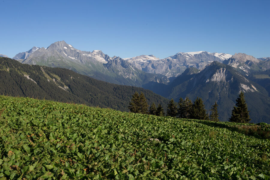 Sentier des Crêtes du Mont Jovet - Bozel