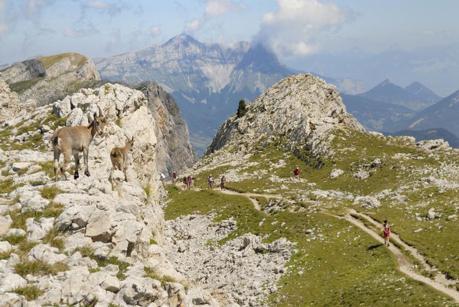 Rando pied bouquetins photo de Luc Mortier