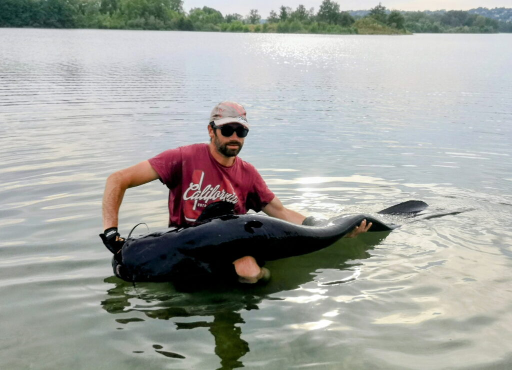 Pêche de silure_Villefranche-sur-Saône