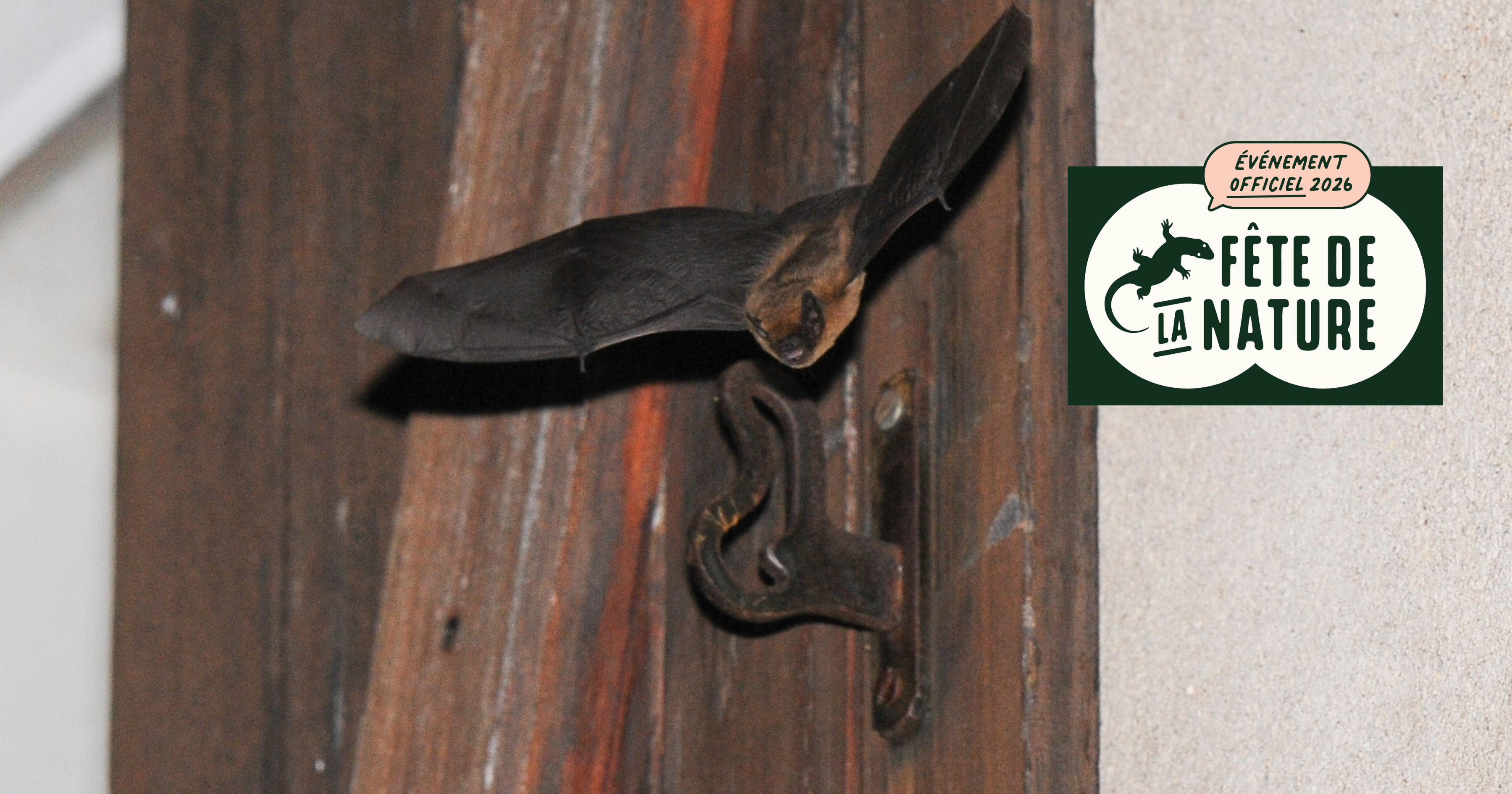 A la découverte des chauves-souris de Genainville