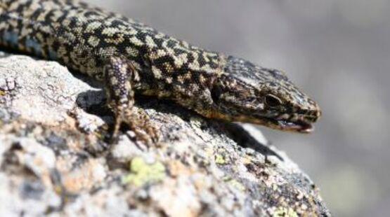 Balade naturaliste : un oeil sur les reptiles de la Réserve_Allex
