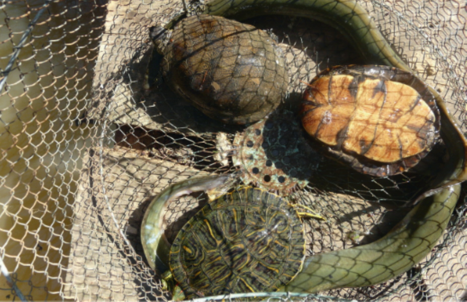 Sortie naturaliste sur l'étude et le suivi des Cistudes d'Europe_Hyères