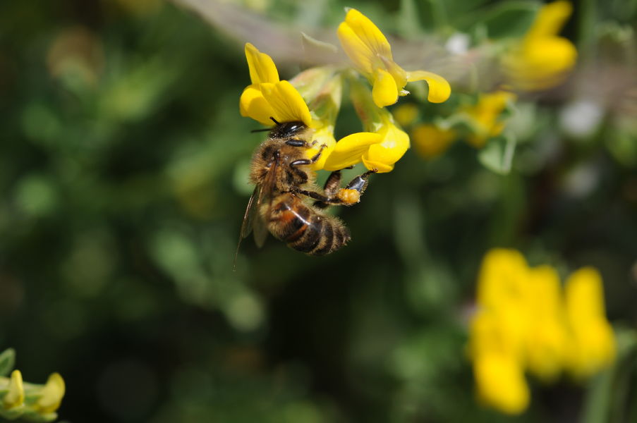 Abeille domestique