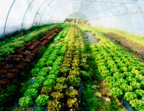 Producteurs Maraîchers Michel et Maximilien BOUCHUT CHABANIERE St Didier sous Riverie