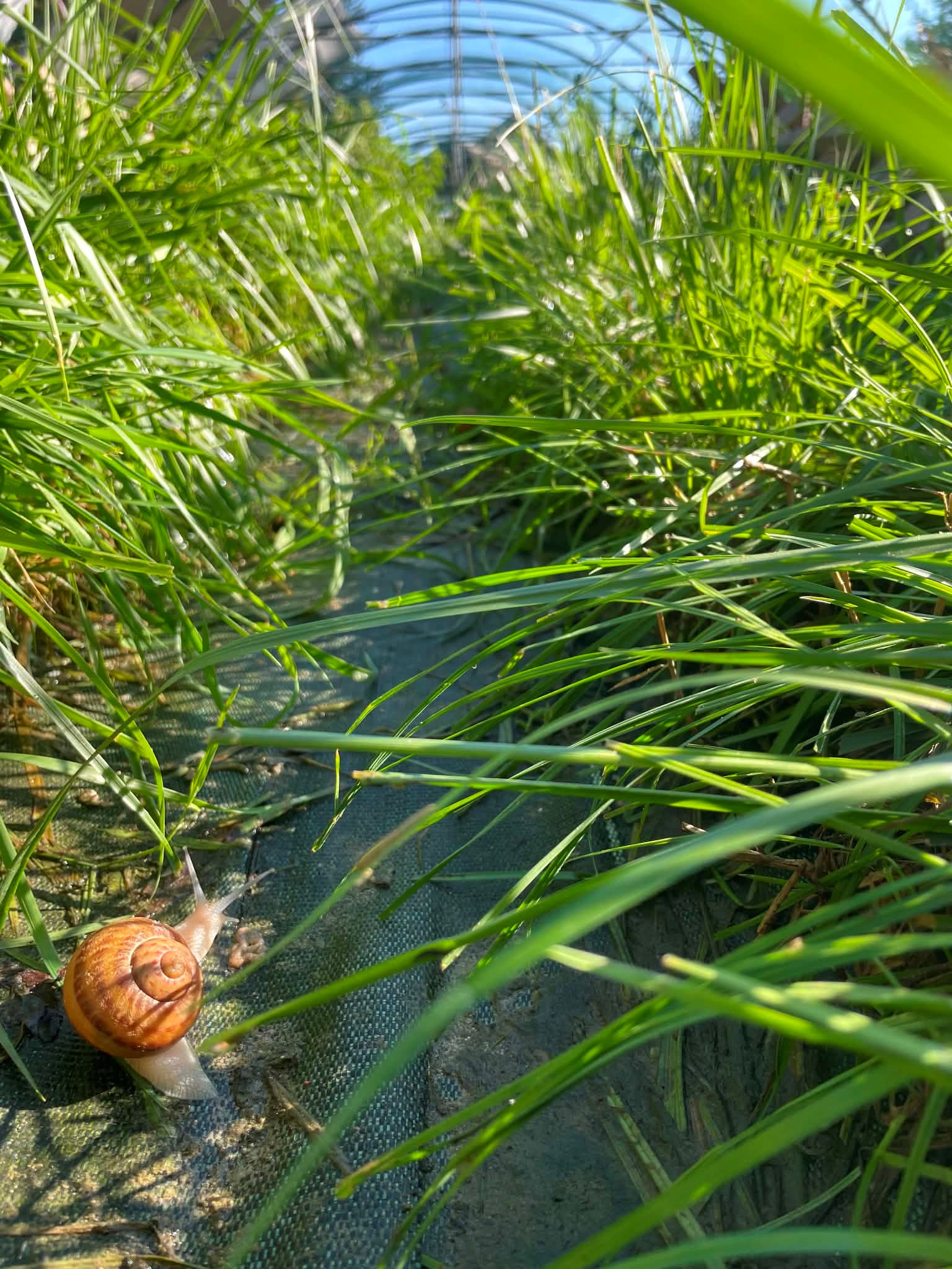 Les Pieds dans le Local® ! Visite d'exploitation : L'Escargot du Marais