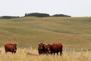 Visite d'une ferme de vaches salers allaitantes - Famille Gauthier