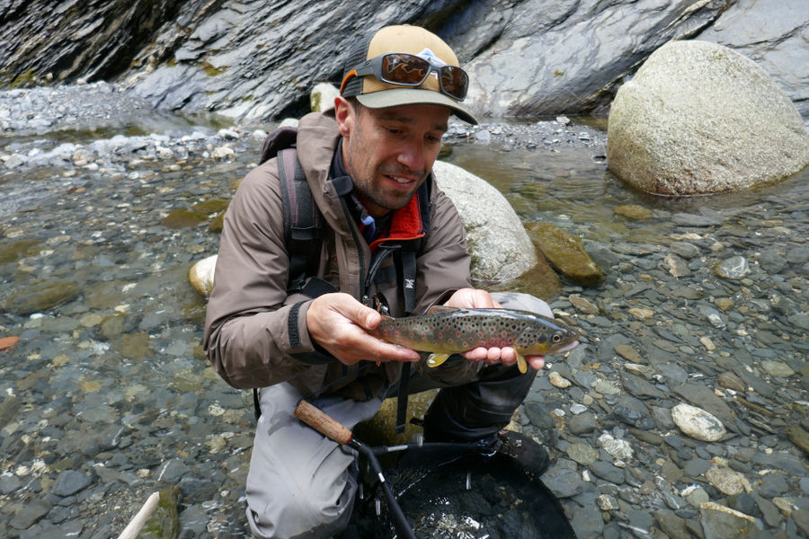 truite fario de montagne