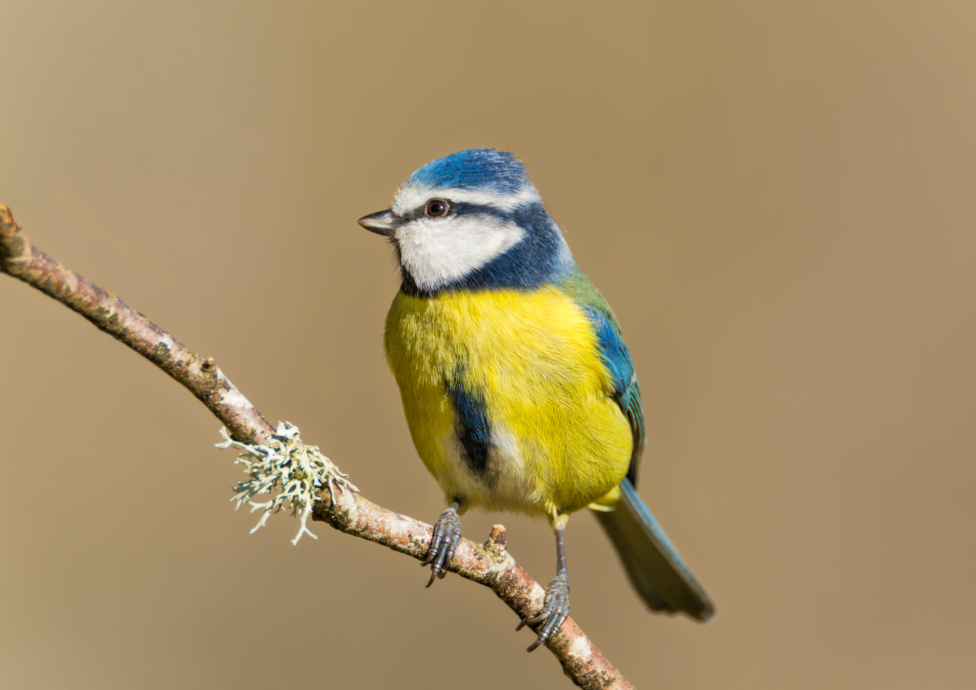 Workshop : “Passerines” – Pont de Gau Bird Park